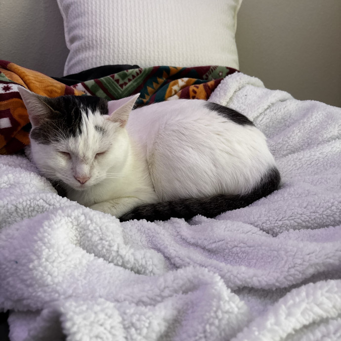 Purr-Fect Cat Sitter