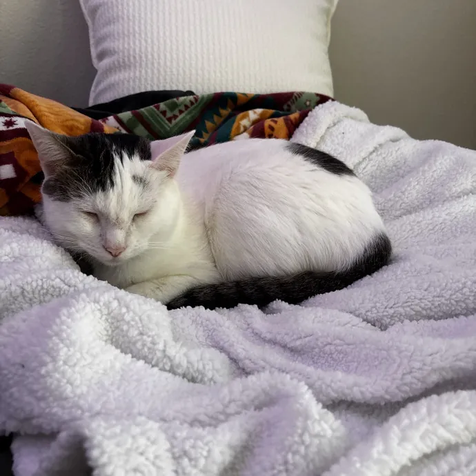 Purr-Fect Cat Companion