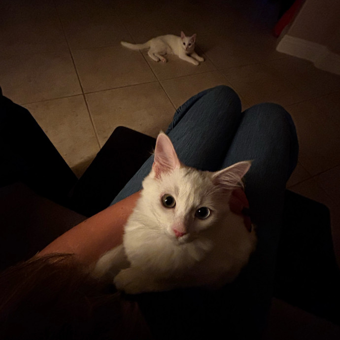 Purr-Fect Cat Sitter