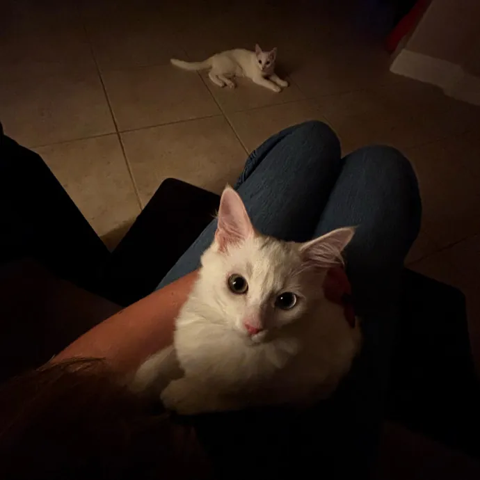 Purr-Fect Cat Companion