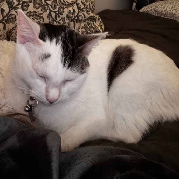 Purr-Fect Cat Sitter