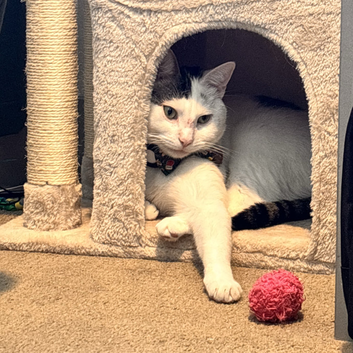 Purr-Fect Cat Sitter
