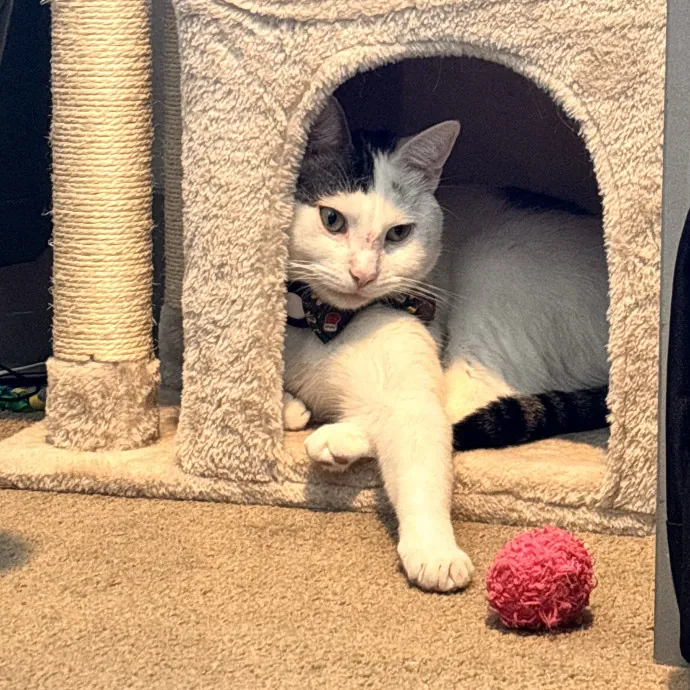 Purr-Fect Cat Companion