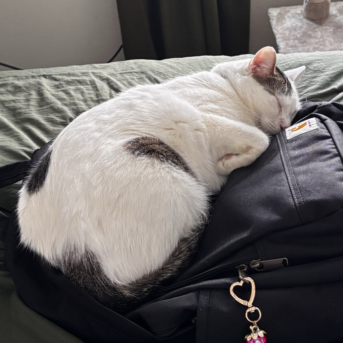 Purr-Fect Cat Sitter