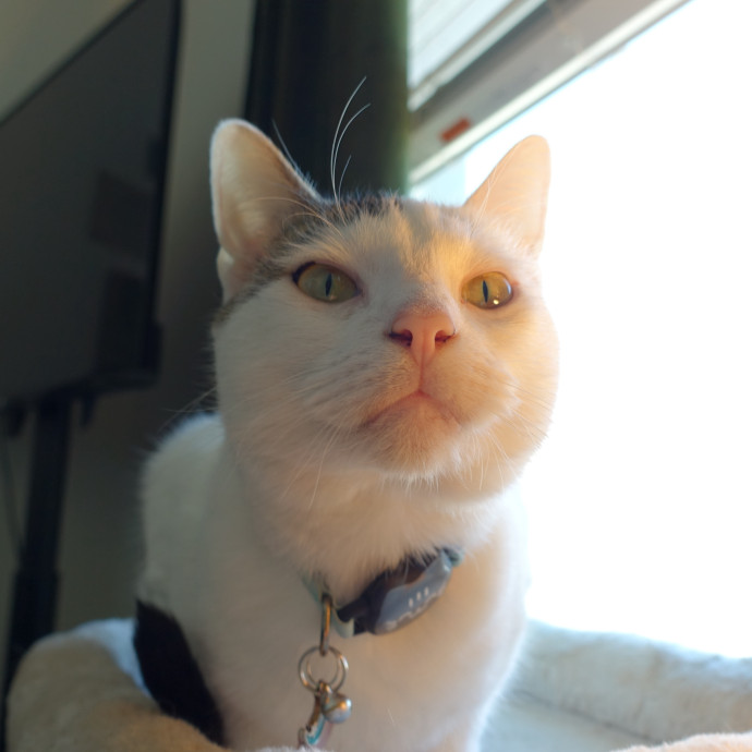 Purr-Fect Cat Sitter