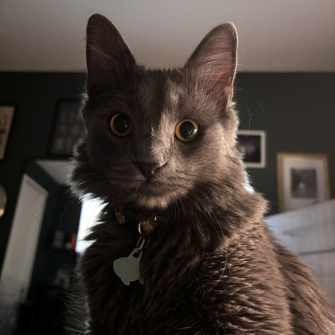 Purr-Fect Cat Sitter