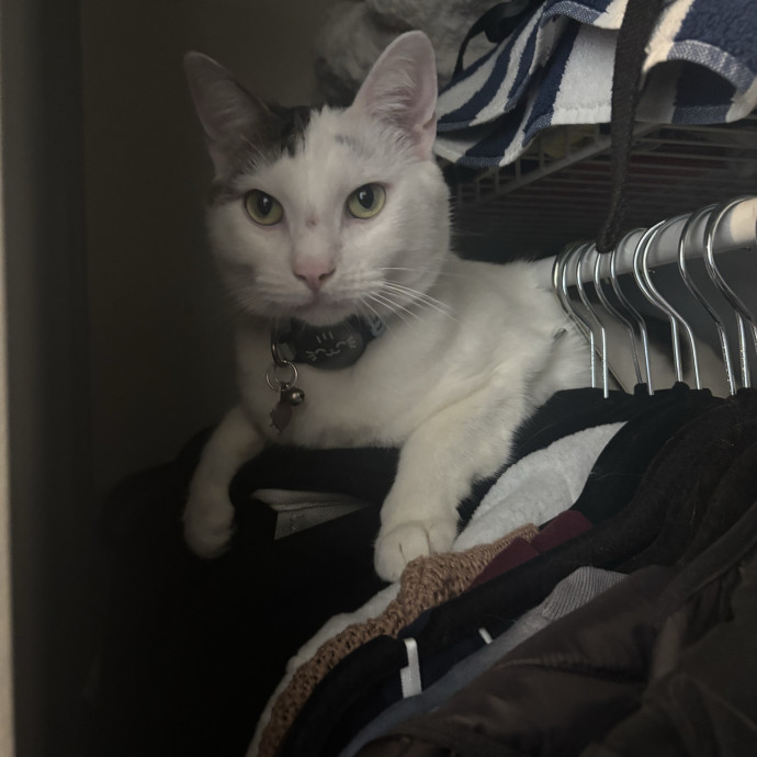 Purr-Fect Cat Sitter