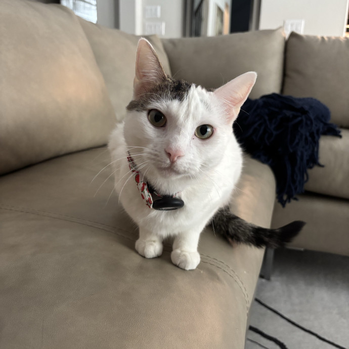 Purr-Fect Cat Sitter