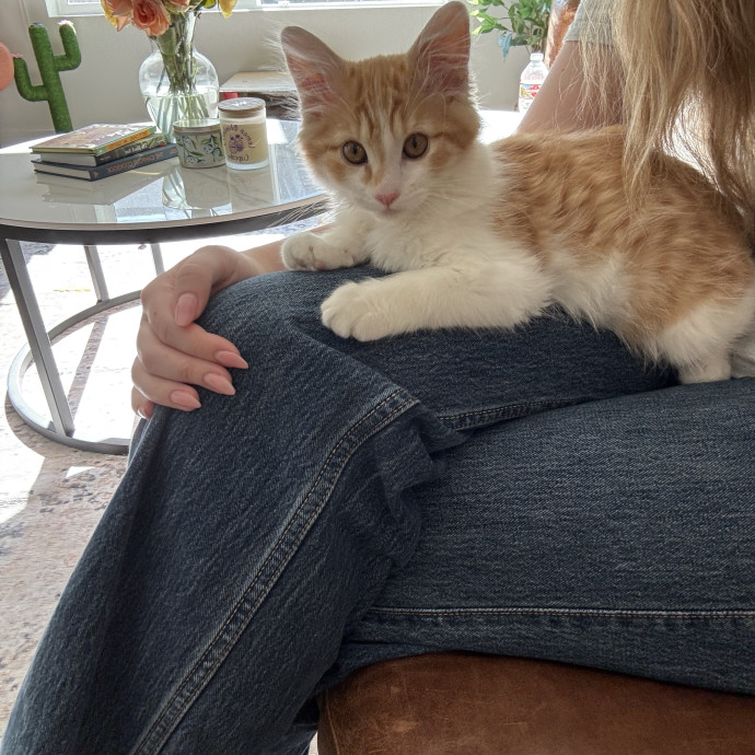 Purr-Fect Cat Sitter photo 3