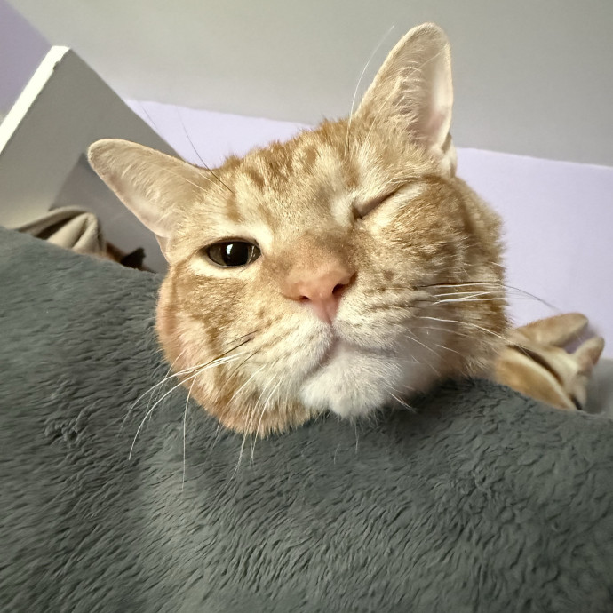 Cat Sitter