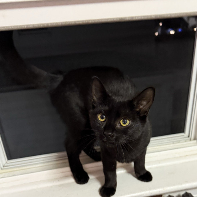 Cat Sitter