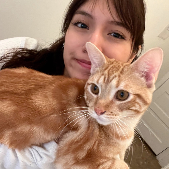 Cat Sitter