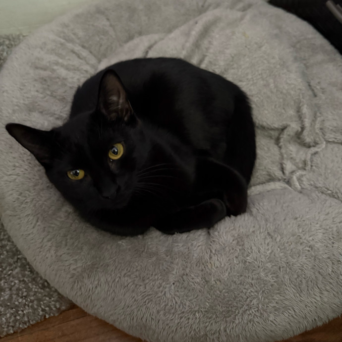 Cat Sitter photo 2