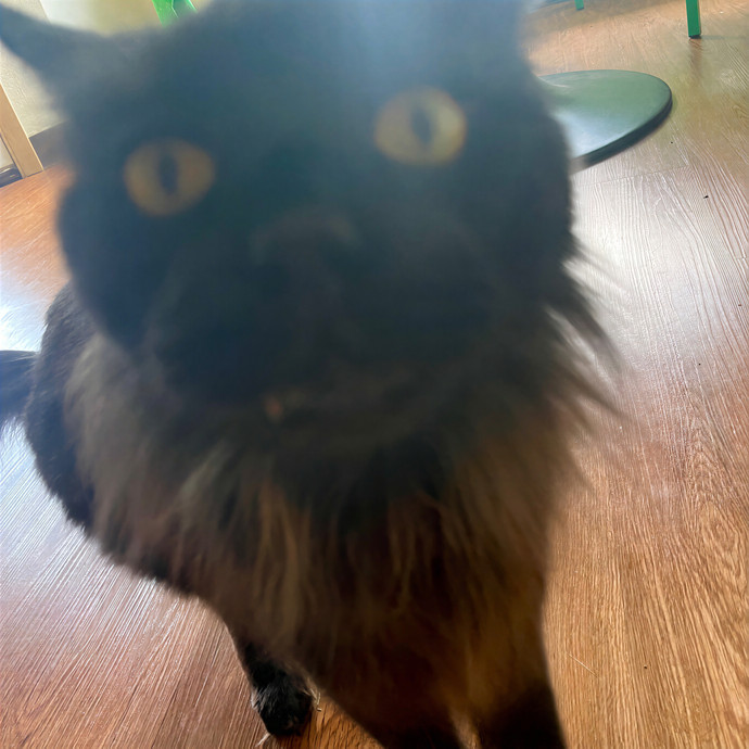 Melissa's Kitty Care