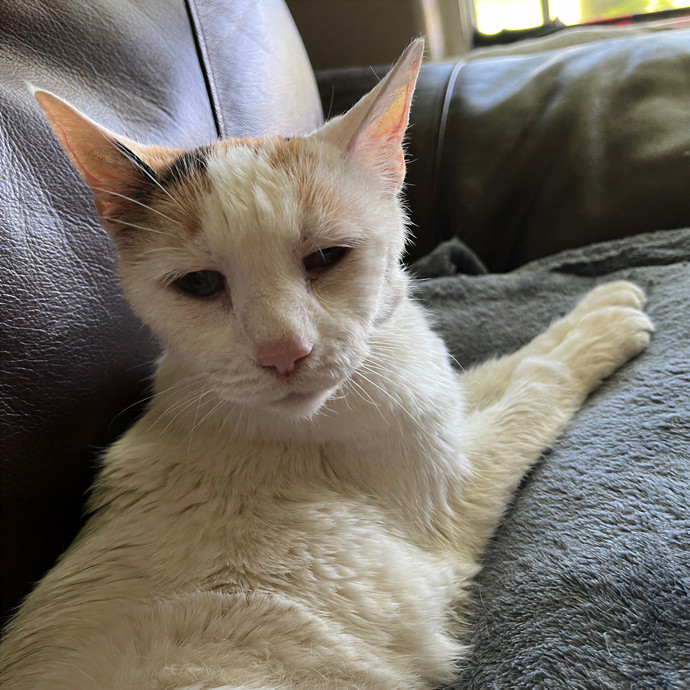 Melissa's Kitty Care