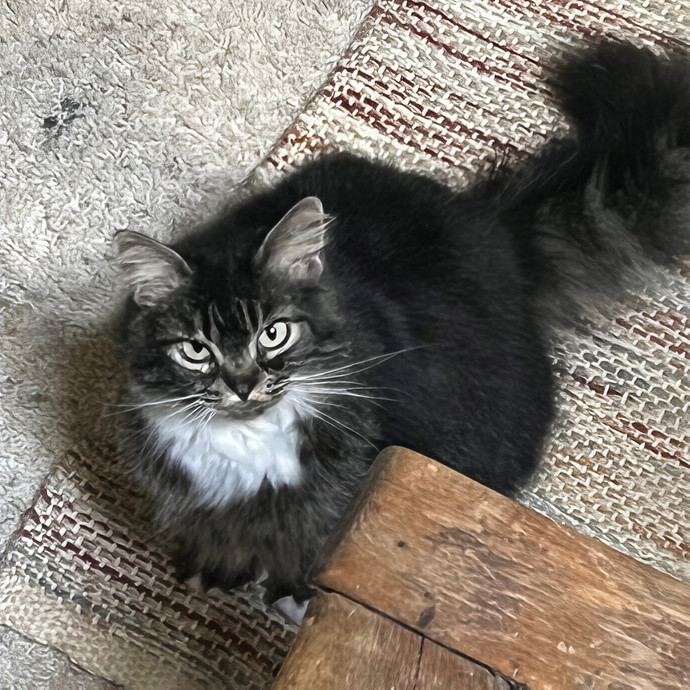 Melissa's Kitty Care