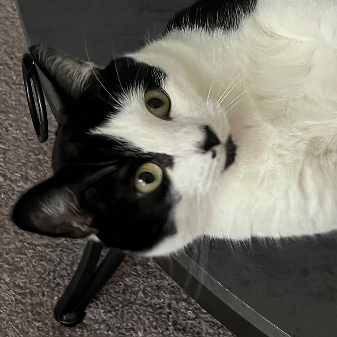 Melissa's Kitty Care
