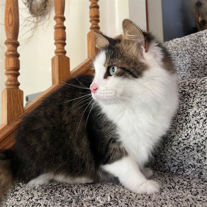 Melissa's Kitty Care