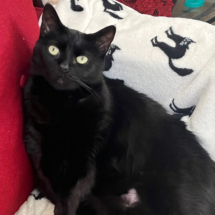 Melissa's Kitty Care