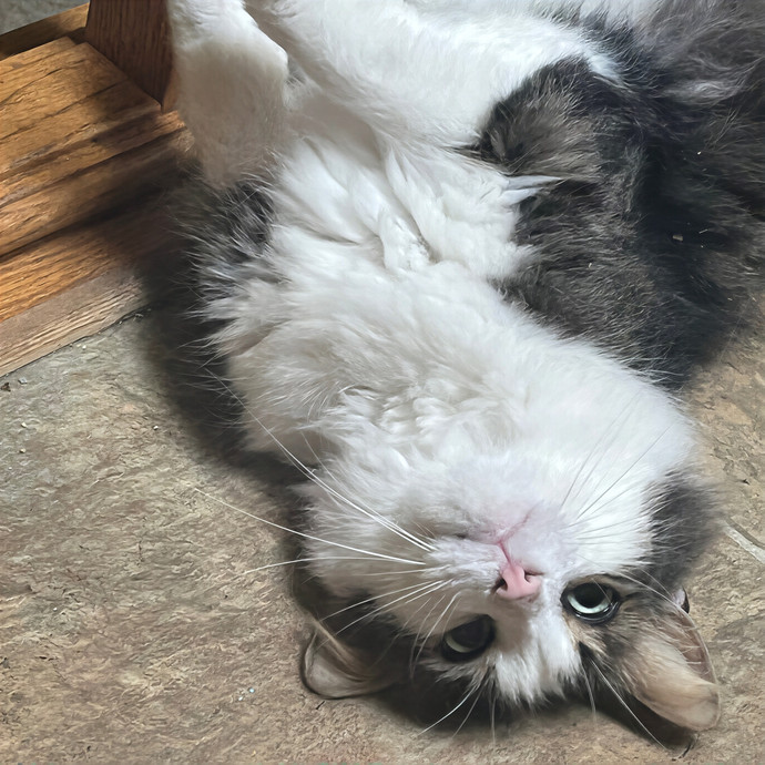 Melissa's Kitty Care photo 3