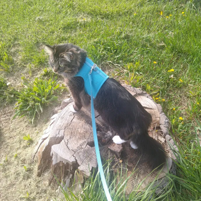 Vet Tech Vip Care