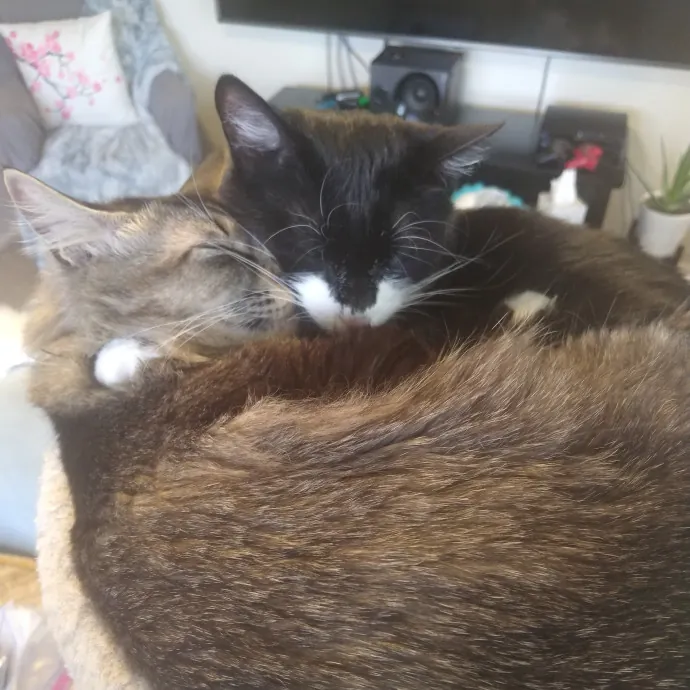 Vet Tech Vip Care