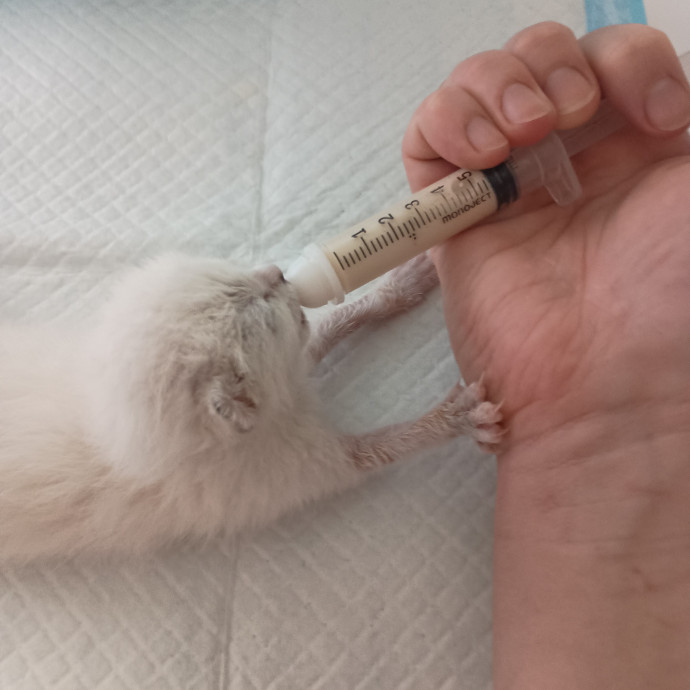 Vet Tech Vip Care
