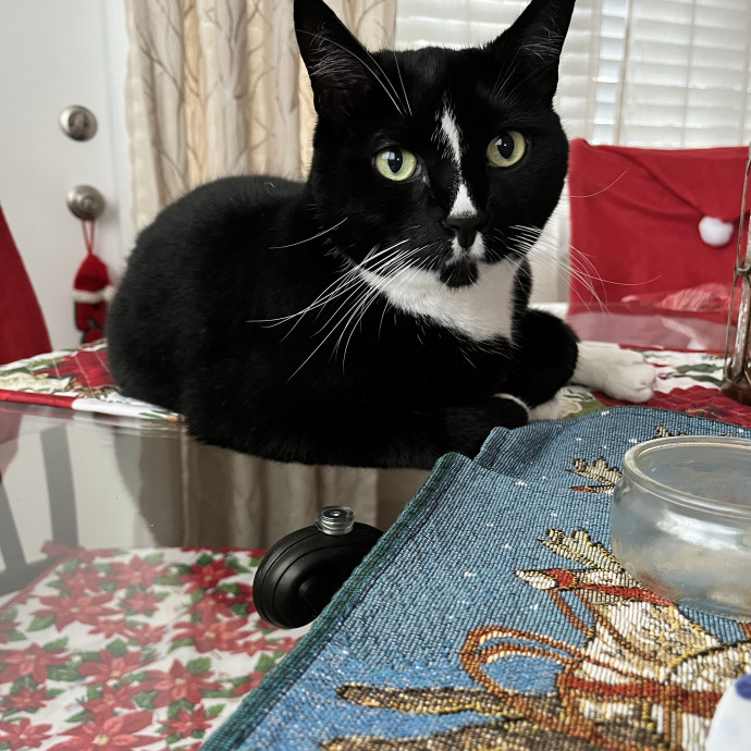 Kitten Paws Cat Care Service