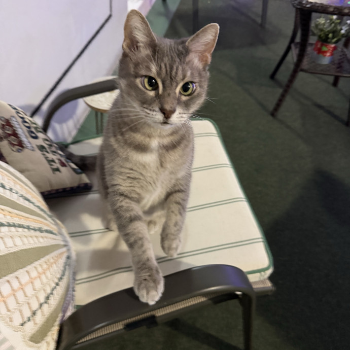 Kitten Paws Cat Care Service