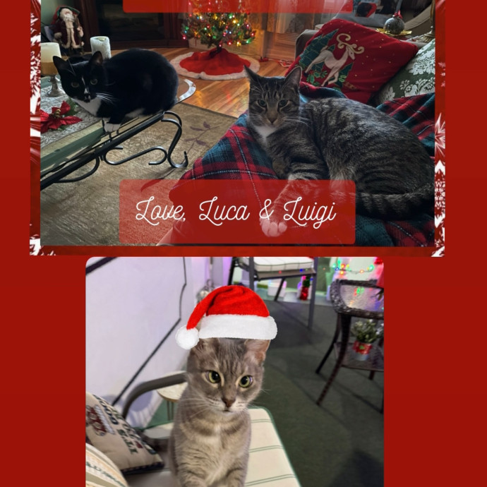 Kitten Paws Cat Care Service photo 2