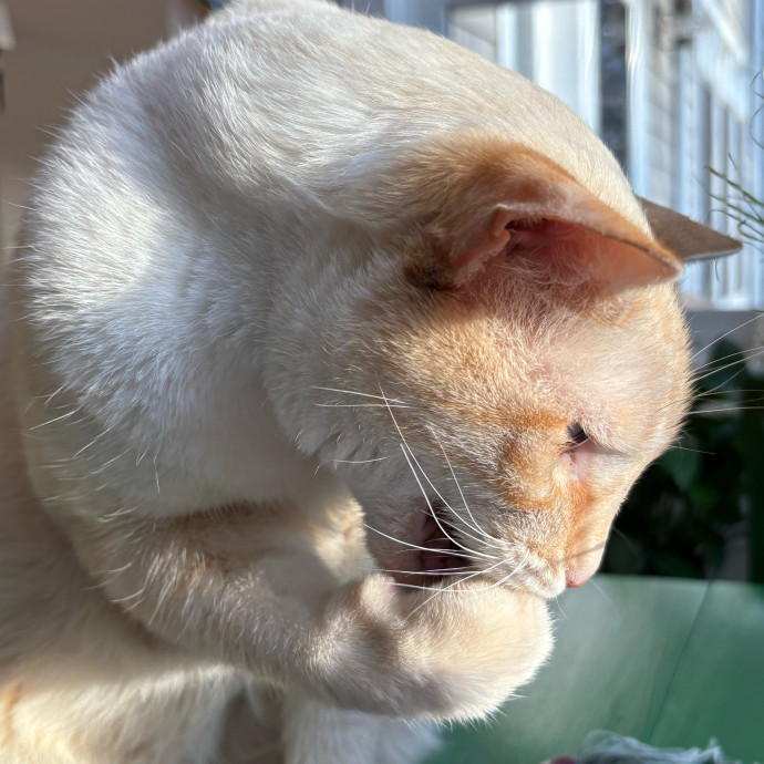 Cat Butler For Hire