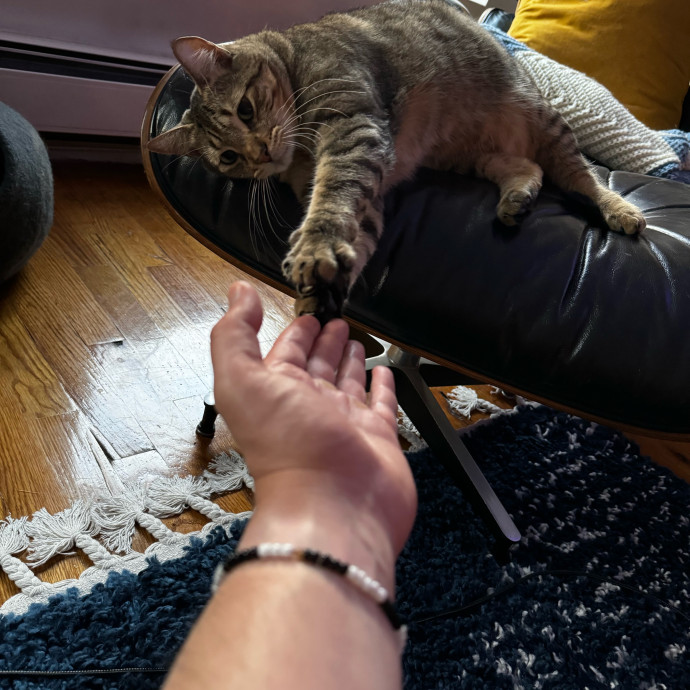 Cat Butler For Hire