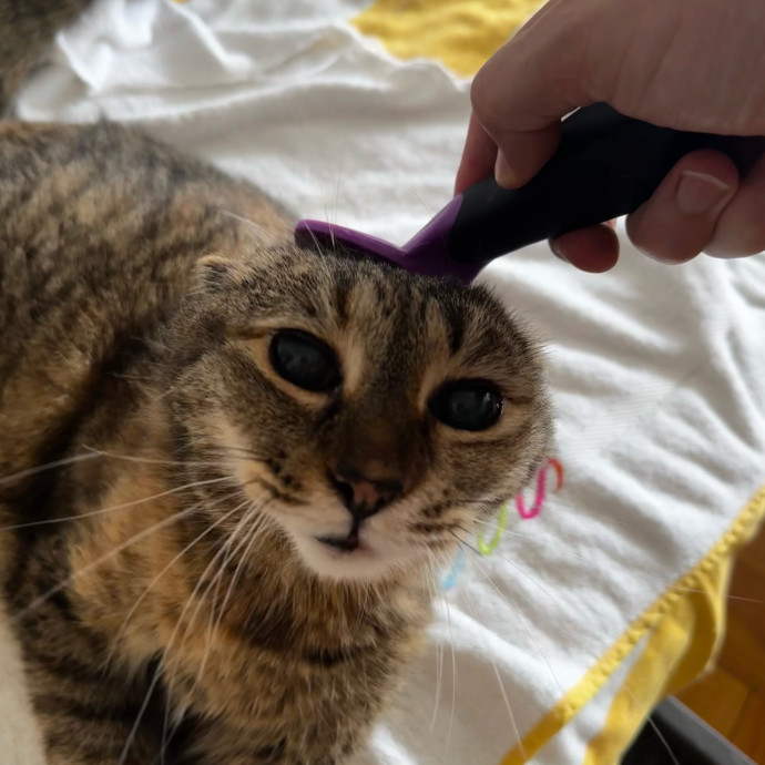 Cat Butler For Hire
