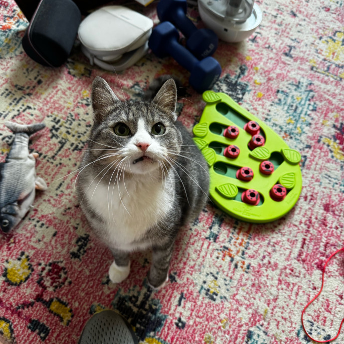 Cat Butler For Hire