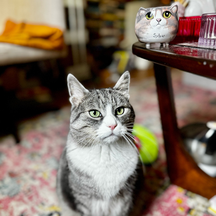 Cat Butler For Hire