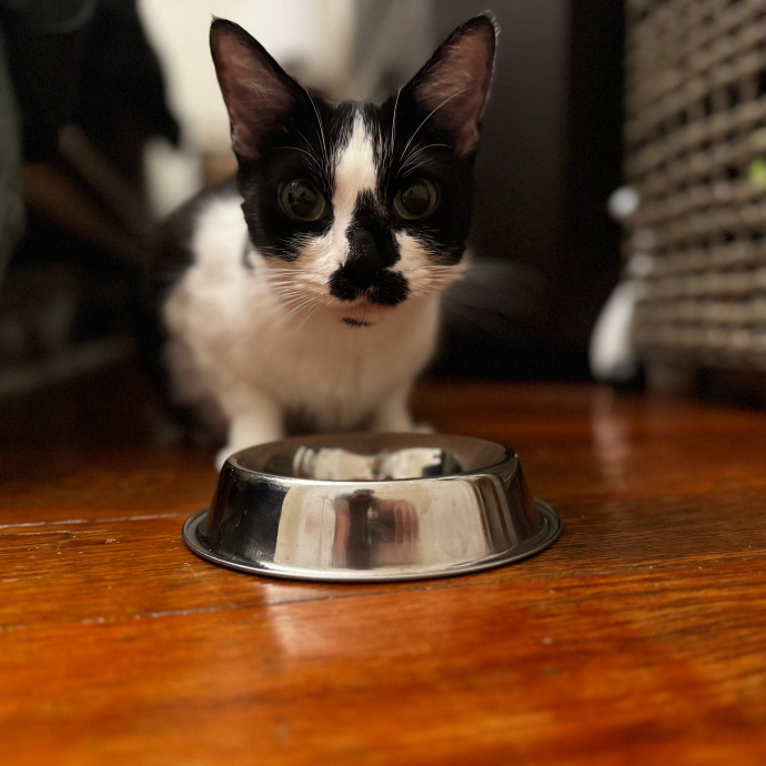 Cat Butler For Hire