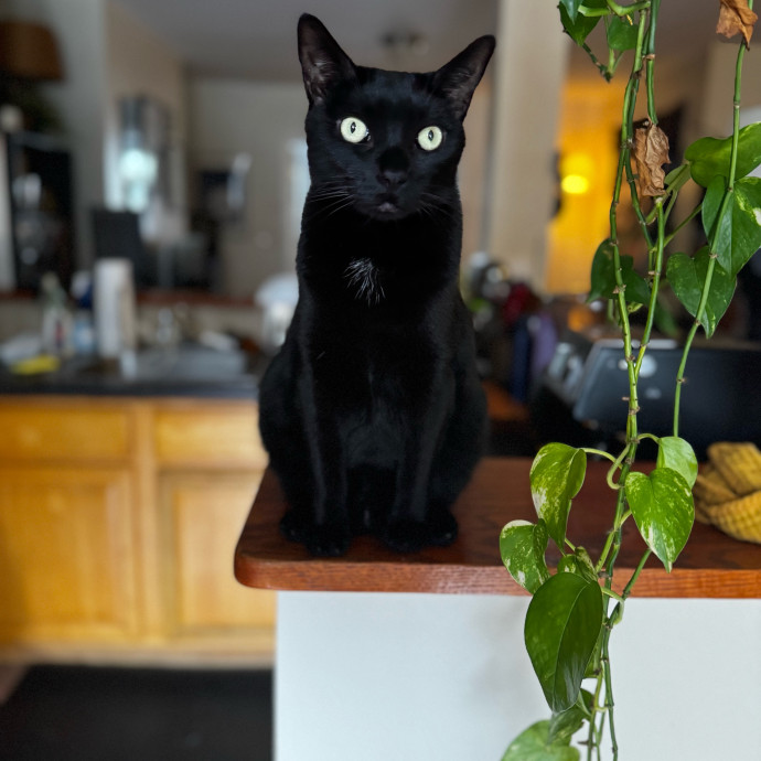 Cat Butler For Hire