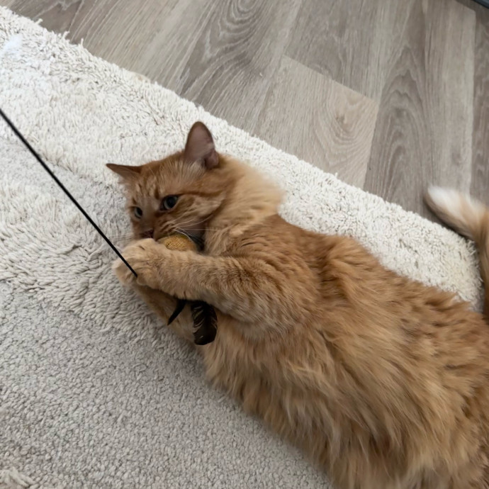 Cat Butler For Hire