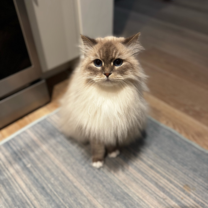 Cat Butler For Hire