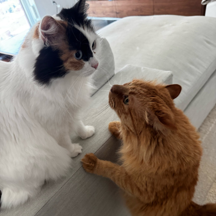 Cat Butler For Hire