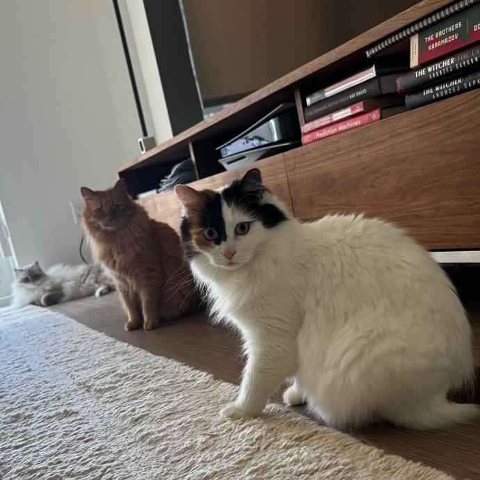 Cat Butler For Hire