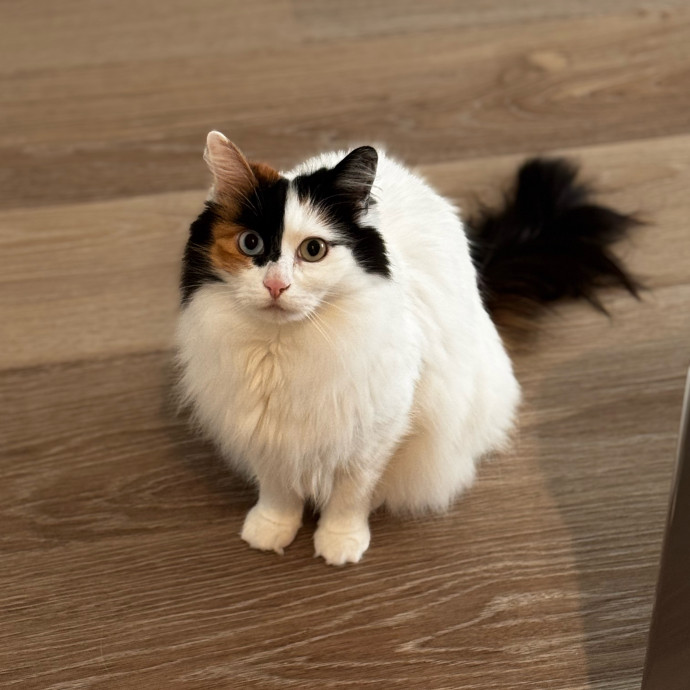 Cat Butler For Hire