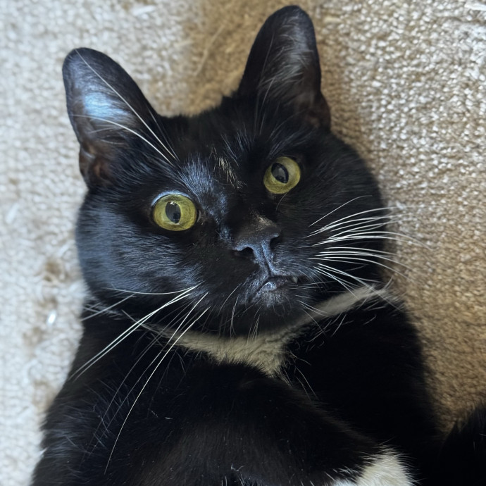 Cat Butler For Hire