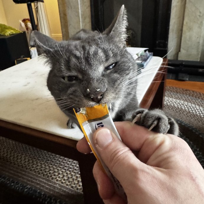 Cat Butler For Hire