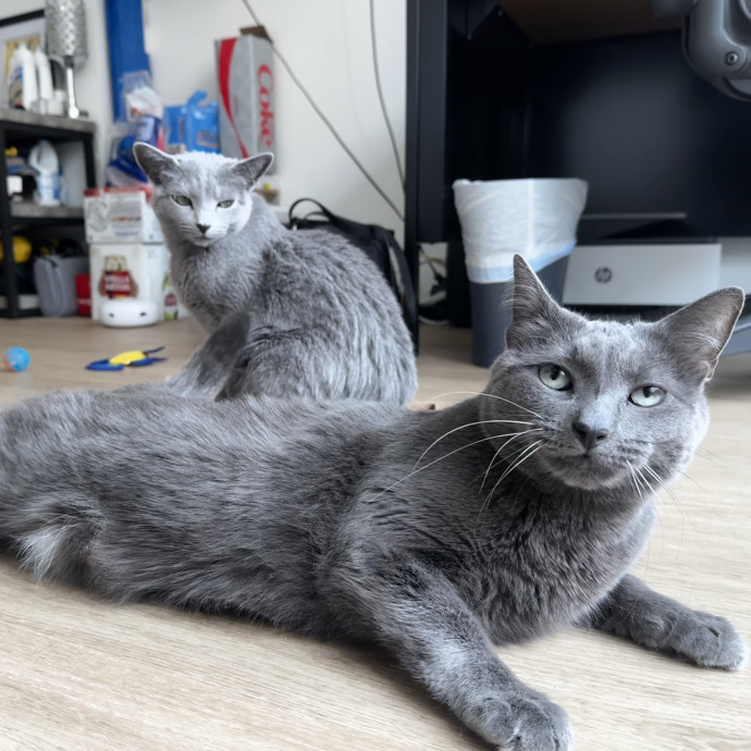 Cat Butler For Hire