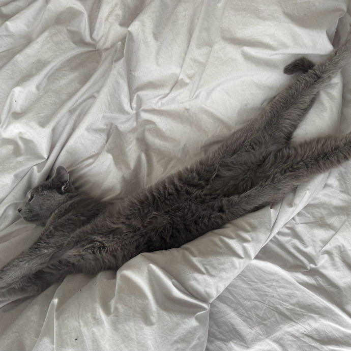 Cat Butler For Hire