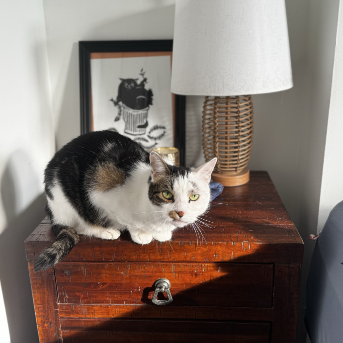 Cat Butler For Hire