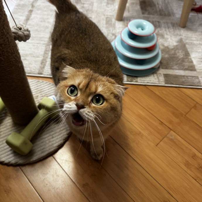 Cat Butler For Hire
