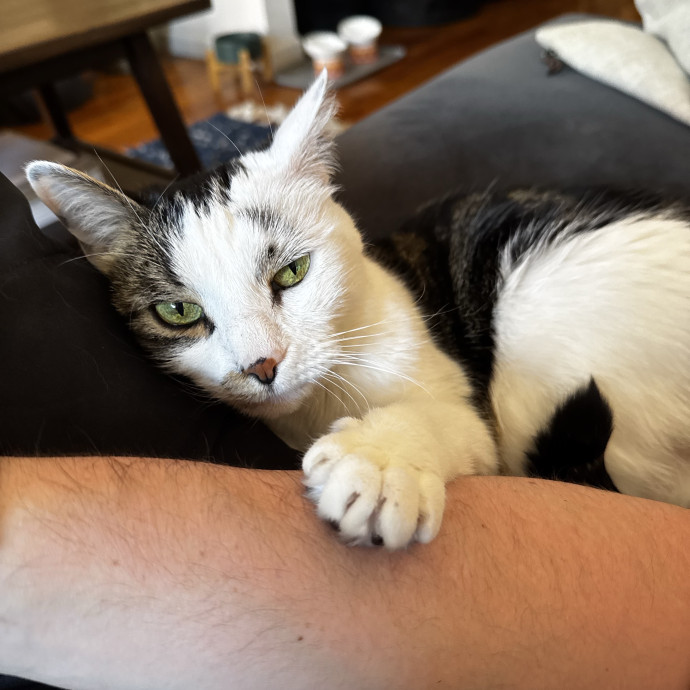 Cat Butler For Hire