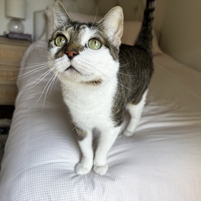 Cat Butler For Hire